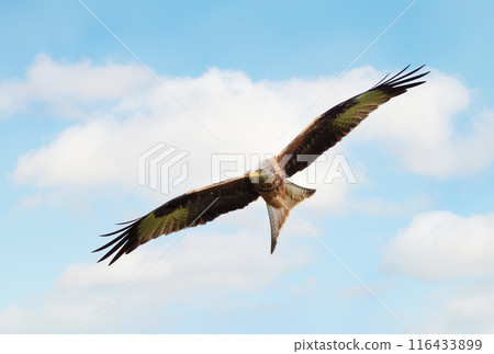 Portrait of a red kite in flight against blue sky Portrait of a red kite in flight against blue sky 116433899