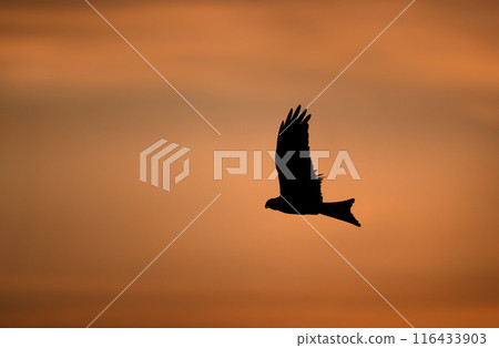 Silhouette of a red kite in flight at sunset Silhouette of a red kite in flight at sunset 116433903