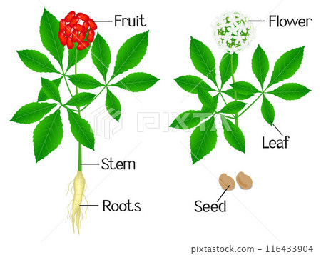 Illustration showing plant parts of a ginseng (Panax ginseng) on a white background. Illustration showing plant parts of a ginseng (Panax ginseng) on a white background. 116433904