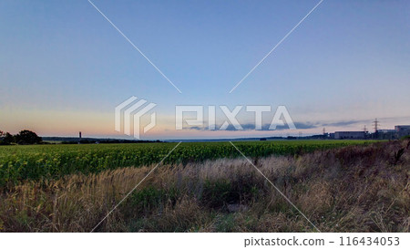 Beautiful sunrise in field and blue sky with clouds timelapse 116434053