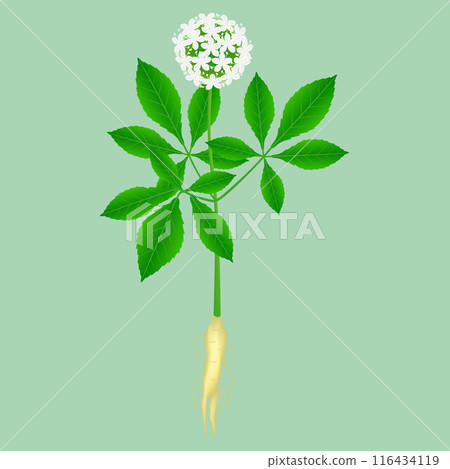 Flowering medicinal plant ginseng (Panax ginseng) with roots. 116434119