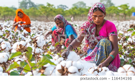 Amidst the rustling cotton plants, a woman's hands work tirelessly, gathering the precious fibers that weave stories of tradition and resilience 116434198