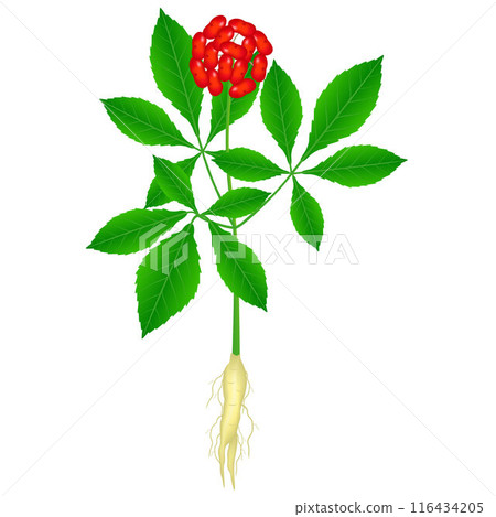 A close up of the wild most famous medicinal plant ginseng (Panax ginseng) isolated with a root. A close up of the wild most famous medicinal plant ginseng (Panax ginseng) isolated with a root. 116434205