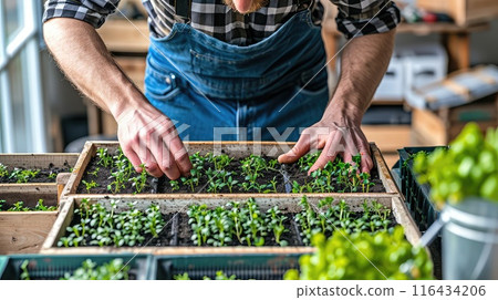 The elderly man's hands, aged and wise, lovingly shape the landscape, coaxing nature's beauty to unfold in his garden The elderly man's hands, aged and wise, lovingly shape the landscape, coaxing nature's beauty to unfold in his garden 116434206