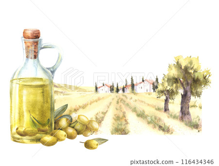 Olive oil in glass bottle. Olive tree harvest in front of the rural farm landscape. Watercolor painted harvest. Food label with fields and old houses villas background. Hand draw illustration isolated Olive oil in glass bottle. Olive tree harvest in front of the rural farm landscape. Watercolor painted harvest. Food label with fields and old houses villas background. Hand draw illustration isolated 116434346