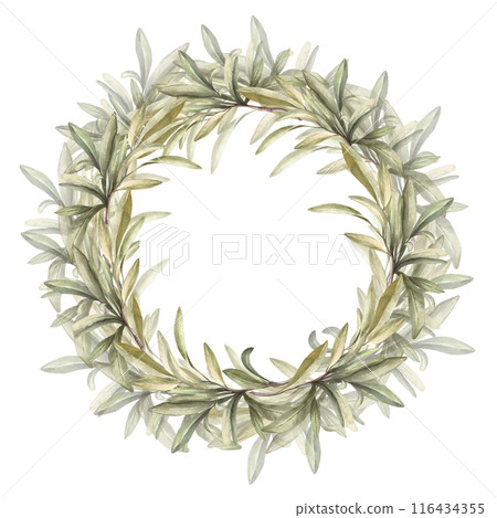 Olive tree branch, fruitless with green leaves. Watercolor floral circle frame, wreath. Botanical laurel leaf. Hand drawn illustration for product label, greeting, wedding card on isolated background 116434355