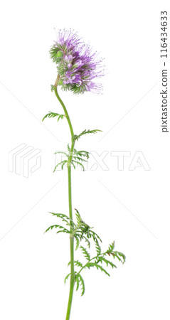 Phacelia flowers isolated on white background. Light purple flowers of Lacy phacelia or blue tansy. 116434633