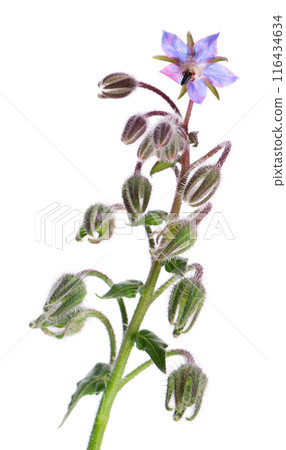 Borage flowers isolated on white background. Borago officinalis bush. Clipping path. Borage flowers isolated on white background. Borago officinalis bush. Clipping path. 116434634