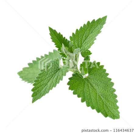 Green leaves of lemon balm or melissa plant isolated on white background. Fresh green mint leaf. Clipping path. Green leaves of lemon balm or melissa plant isolated on white background. Fresh green mint leaf. Clipping path. 116434637