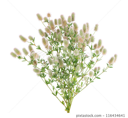 Stone clover isolated on white background. Trifolium arvense or rabbitfoot clover. Stone clover isolated on white background. Trifolium arvense or rabbitfoot clover. 116434641