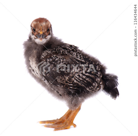 Newborn chicken isolated on white background. Little dark gray chick. Farm animals. 116434644