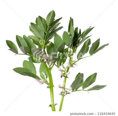 Green bush of fava beans with flowers, isolated on white background. Broad beans. Green bush of fava beans with flowers, isolated on white background. Broad beans. 116434645