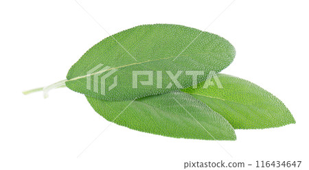 Fresh sage leaves isolated on white background. Salvia Officinalis leaves. Medicinal and culinary herb. Clipping path. 116434647