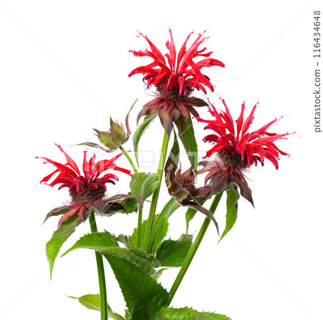 Monarda flowers isolated on a white background. Bergamot flowers. Oswego tea, scarlet beebalm. 116434648
