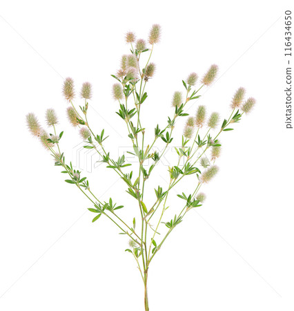 Stone clover isolated on white background. Trifolium arvense or rabbitfoot clover. 116434650