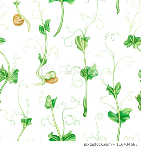 Seamless pattern with steam of micro-green peas. Young seed seedlings, farming vegetable, horticulture and cultivation. Legumes for gardening, ingredients for cooking. Digital isolated illustration Seamless pattern with steam of micro-green peas. Young seed seedlings, farming vegetable, horticulture and cultivation. Legumes for gardening, ingredients for cooking. Digital isolated illustration 116434665