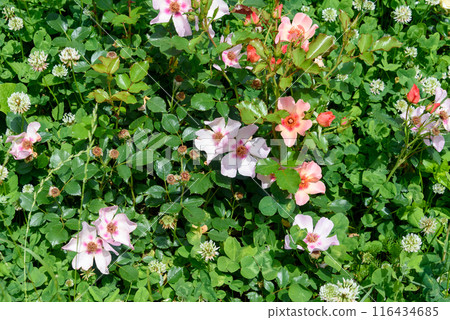 Rose bushes with blooming buds against a background of green leaves. 116434685
