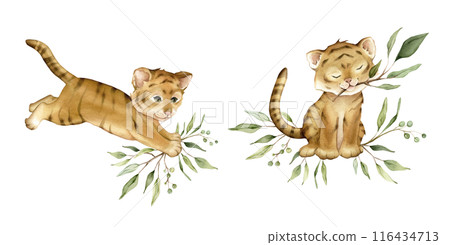Set of cute kawaii two tigers jumping and sitting with green branch eucalyptus. Watercolor hand drawn illustration african animal isolated on background. Set of cute kawaii two tigers jumping and sitting with green branch eucalyptus. Watercolor hand drawn illustration african animal isolated on background. 116434713