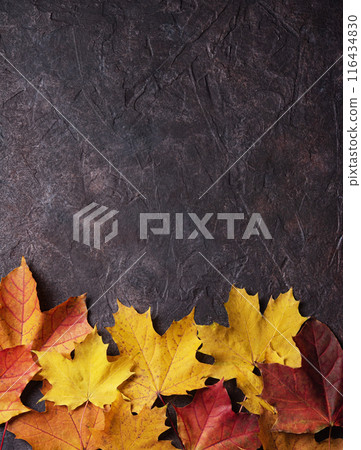 Bright orange autumn maple leaves on a dark concrete background. Top view and copy space Bright orange autumn maple leaves on a dark concrete background. Top view and copy space 116434830