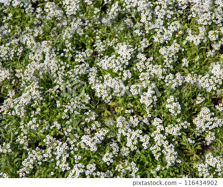 White phlox, blossoming spring flowers background closeup. White phlox, blossoming spring flowers background closeup. 116434902