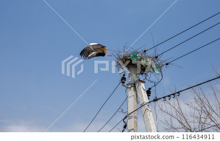 Large stork flies out of a nest. 116434911