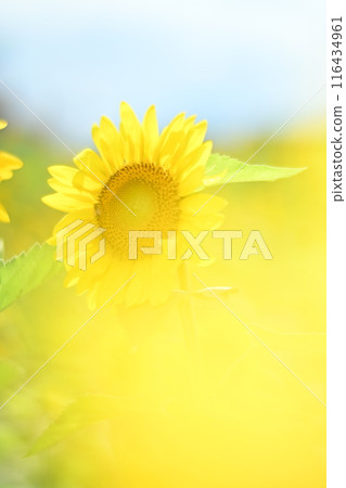 Yellow flower Yellow flower 116434961