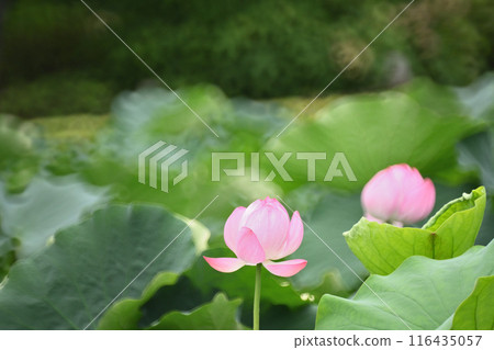 在極樂淨土 116435057