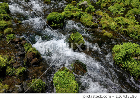 Spring water in Kyogoku Town Spring water in Kyogoku Town 116435186