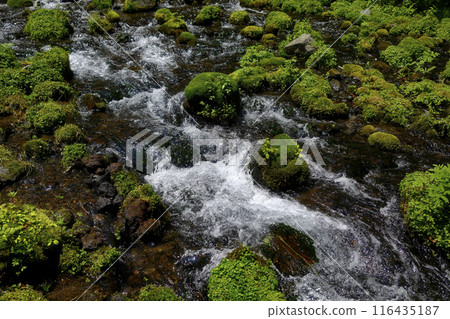 Spring water in Kyogoku Town Spring water in Kyogoku Town 116435187