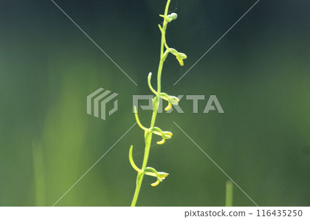 The long-spurred flowers of the Kobanotombo-sou found in the Takarazuka wetlands look like dragonflies resting on their ground. 116435250