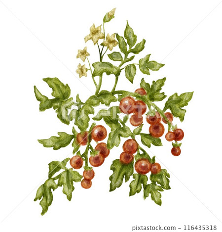 Cherry tomato bush in full bloom. Suitable for marketing materials related to gardening, farming, restaurants, grocery stores, or cooking blogs featuring vegetarian, vegan, health-conscious recipes. Cherry tomato bush in full bloom. Suitable for marketing materials related to gardening, farming, restaurants, grocery stores, or cooking blogs featuring vegetarian, vegan, health-conscious recipes. 116435318