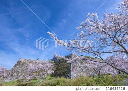 Sasayama Castle ruins in spring 116435326