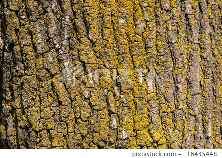 natural texture background bark tree 116435448