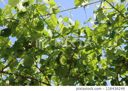 A grape trellis with budding bunches hanging from it 116436246