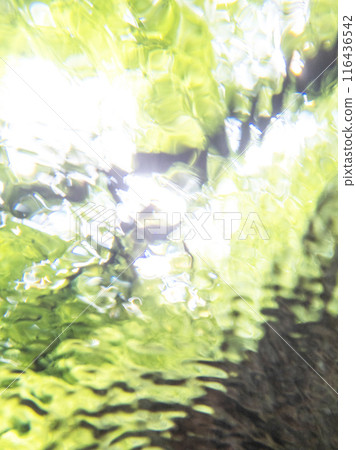 A sparkling image of a clear stream in the forest: Oyamakiyazawa mountain stream A sparkling image of a clear stream in the forest: Oyamakiyazawa mountain stream 116436542