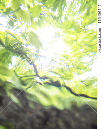 森林中清澈溪流的波光粼粼:大山木澤溪流 森林中清澈溪流的波光粼粼:大山木澤溪流 116436545