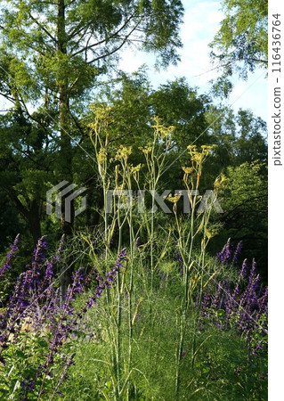 Fennel flower, June 2024 116436764