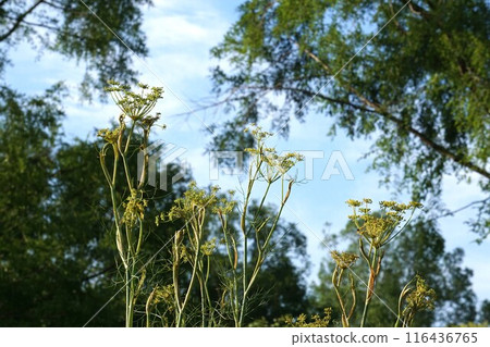 Fennel flower, June 2024 116436765