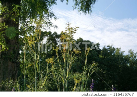 茴香花/2024 年 6 月 茴香花/2024 年 6 月 116436767