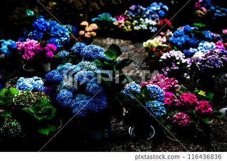 繡球花走廊 繡球花走廊 116436836