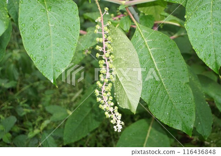 pokeweed flower and fruit pokeweed flower and fruit 116436848