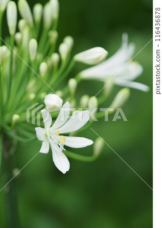 白色Agaphanus花 116436878