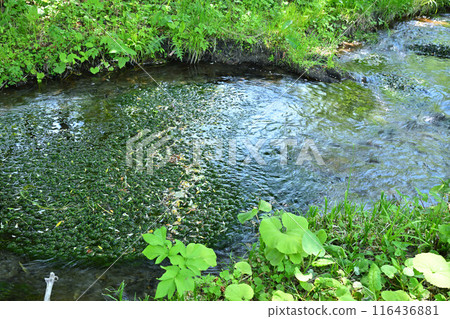 三俁水上公園、一枝黃花的群落、清津河床的風景 116436881
