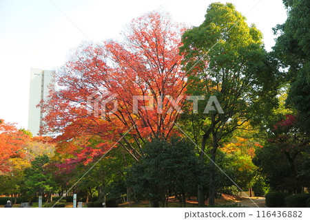 大阪府堺市大山公園:紅葉的樹木和公園內的“和平塔” 大阪府堺市大山公園:紅葉的樹木和公園內的“和平塔” 116436882