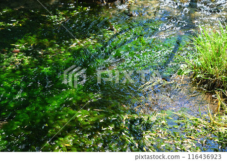 Mitsumata Waterside Park: A colony of water lilies and the riverside scenery of the Kiyotsu River Mitsumata Waterside Park: A colony of water lilies and the riverside scenery of the Kiyotsu River 116436923