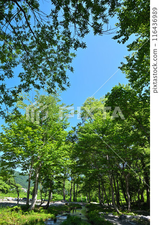 三俁水上樂園、客家苔蘚群落、清津川、河邊風景 116436989