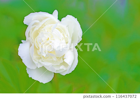 Flowers around the house, various in all seasons. Beautiful pink and white peonies decorate the flowerbed in the garden. 116437072