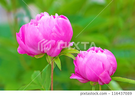 Flowers around the house, various in all seasons. Beautiful pink and white peonies decorate the flowerbed in the garden. Flowers around the house, various in all seasons. Beautiful pink and white peonies decorate the flowerbed in the garden. 116437089