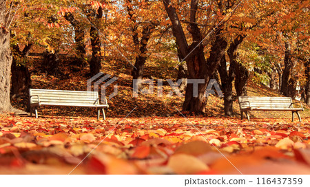 A bench surrounded by fallen autumn leaves A bench surrounded by fallen autumn leaves 116437359