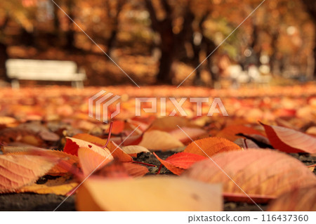 Fallen leaves in the autumn park Fallen leaves in the autumn park 116437360